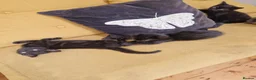 Mixed Breed cats for sale: Russian Blue & Bengal Cross kittens - Advert 13