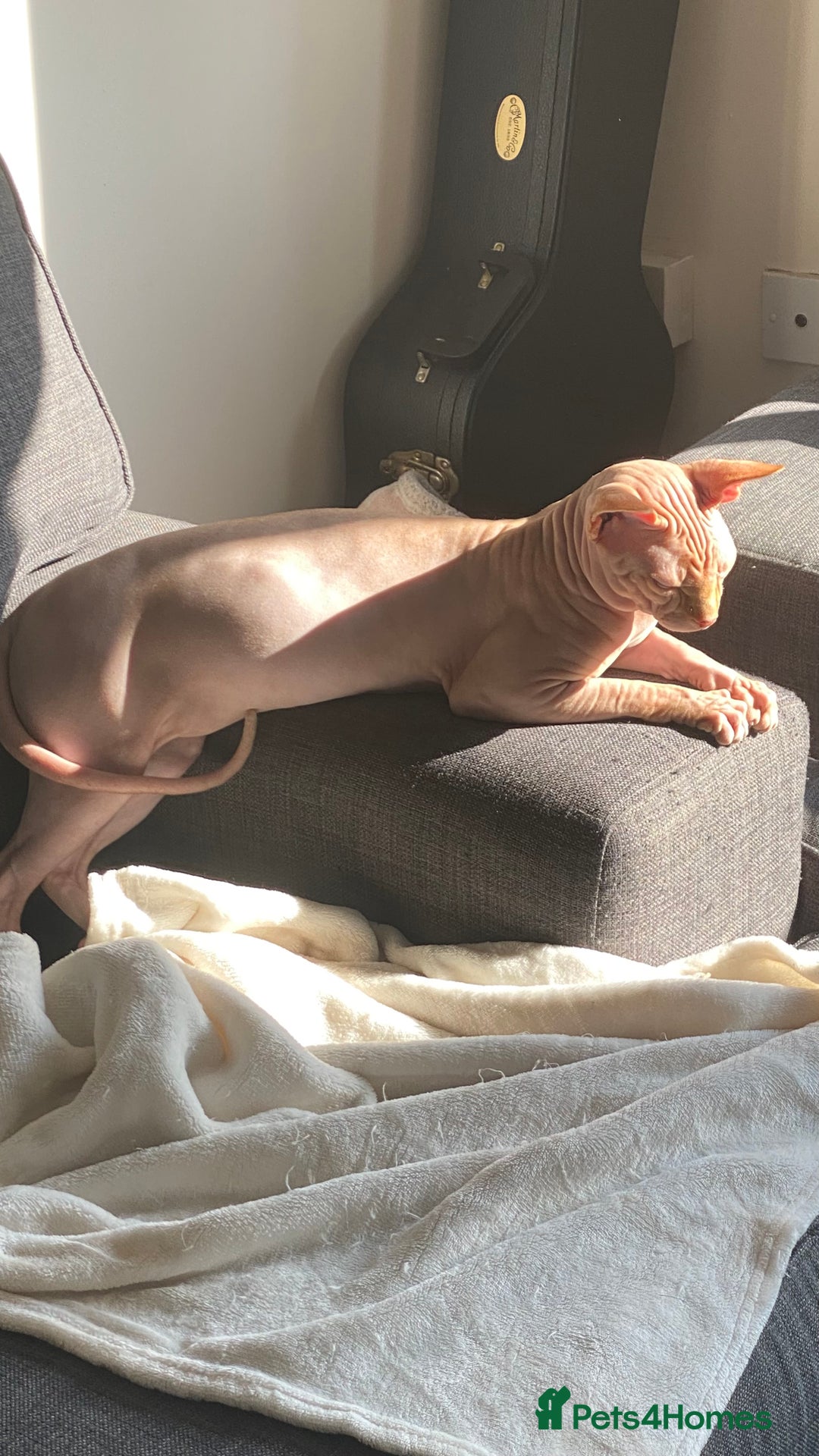 Sphynx cats for stud: Aslan  - Advert 4