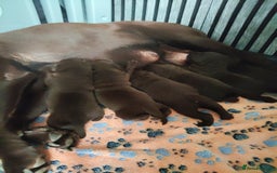 Labrador Retriever dogs for sale: KC registered chocolate puppies  - Image 5