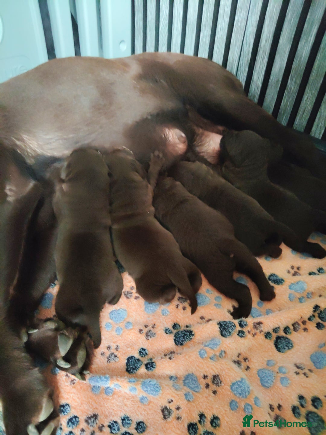Labrador Retriever dogs for sale: KC registered chocolate puppies  - Image 5