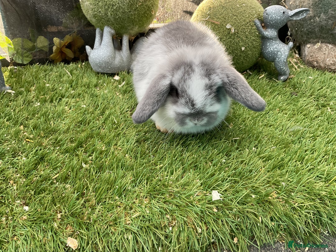 Mini Lop rabbits for sale: Baby mini lops and mini lion lop baby rabbits - Advert 12