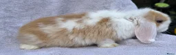 Mini Lop rabbits for sale: mini lop baby boy - Advert 5