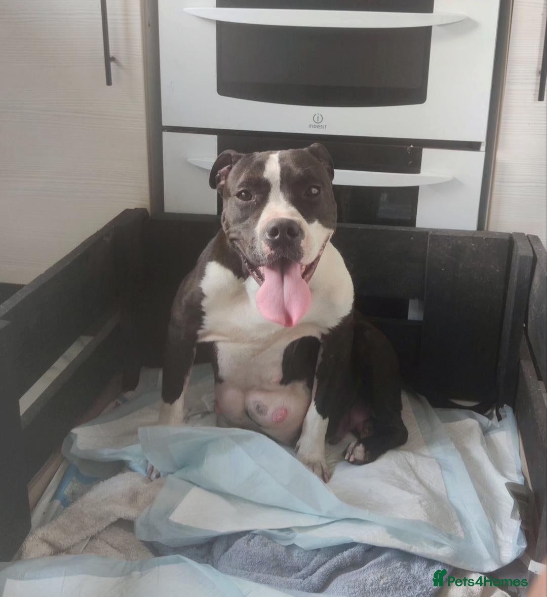 Mixed Breed dogs Mixed bred Staffordshire mix  - Advert 15