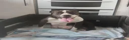 Mixed Breed dogs for sale: Mixed bred Staffordshire mix  in Letchworth Garden City - Advert 1