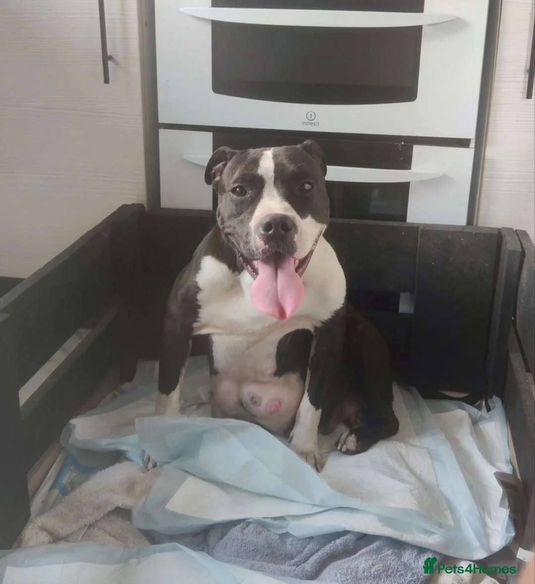 Mixed Breed dogs for sale: Mixed bred Staffordshire mix  in Letchworth Garden City - Advert 1