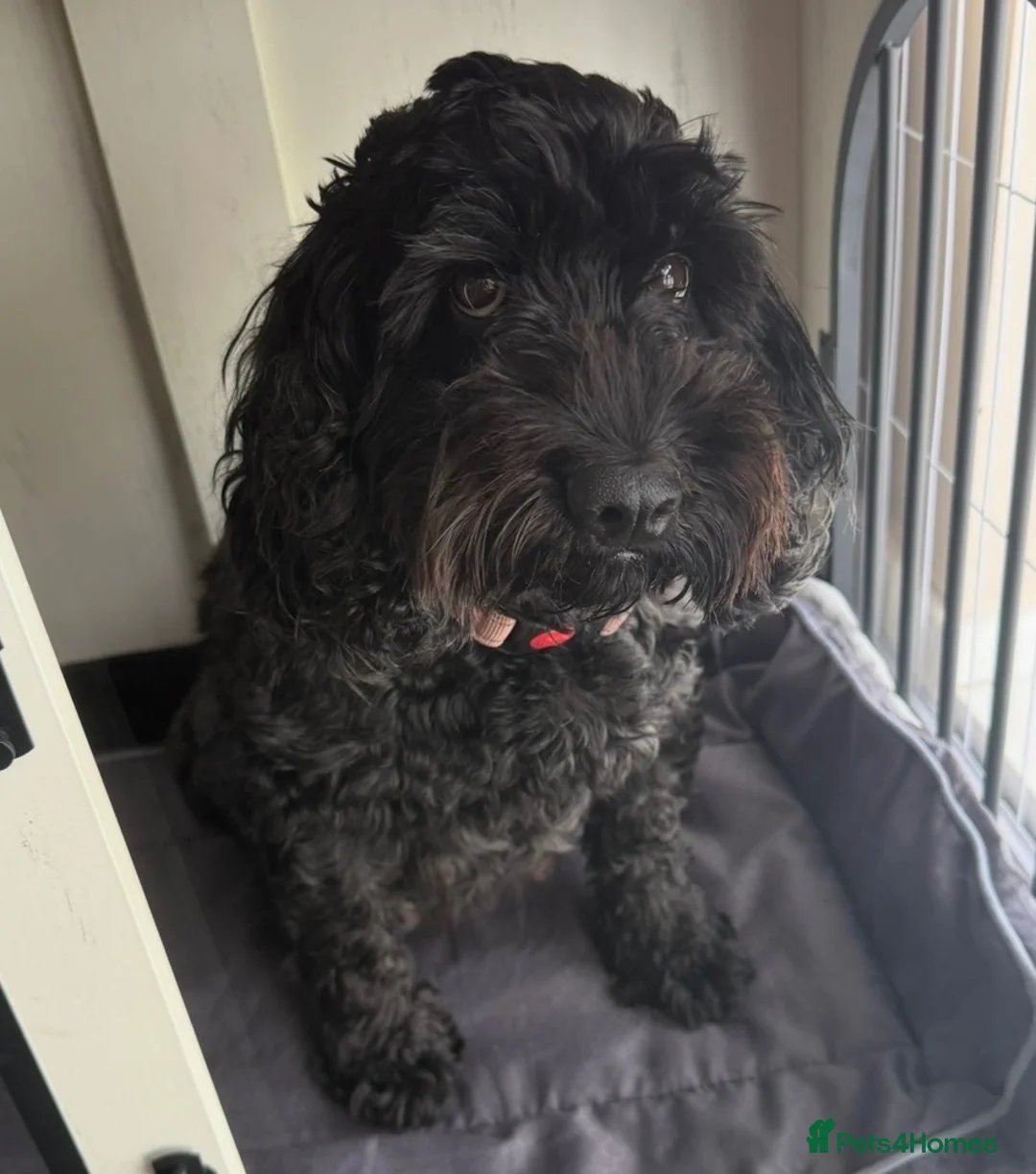Cockapoo dogs for sale: Fb1 cockapoo puppies in Durham - Advert 1