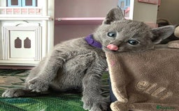 Russian Blue cats for sale: RB kittens Pedigree London  - Image 32