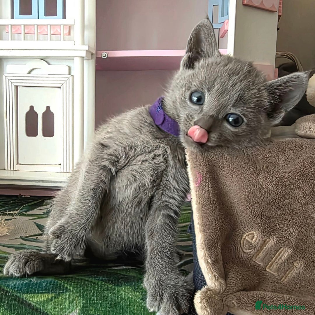 Russian Blue cats for sale: RB kittens Pedigree London  - Image 32