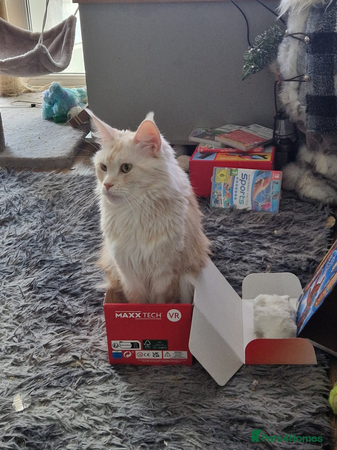 Maine Coon cats for sale: Maine coon kittens born 20 December 2025 - Advert 4