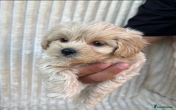 Maltipoo dogs for sale: Blue eyes F1 Maltipoo puppies - Image 13