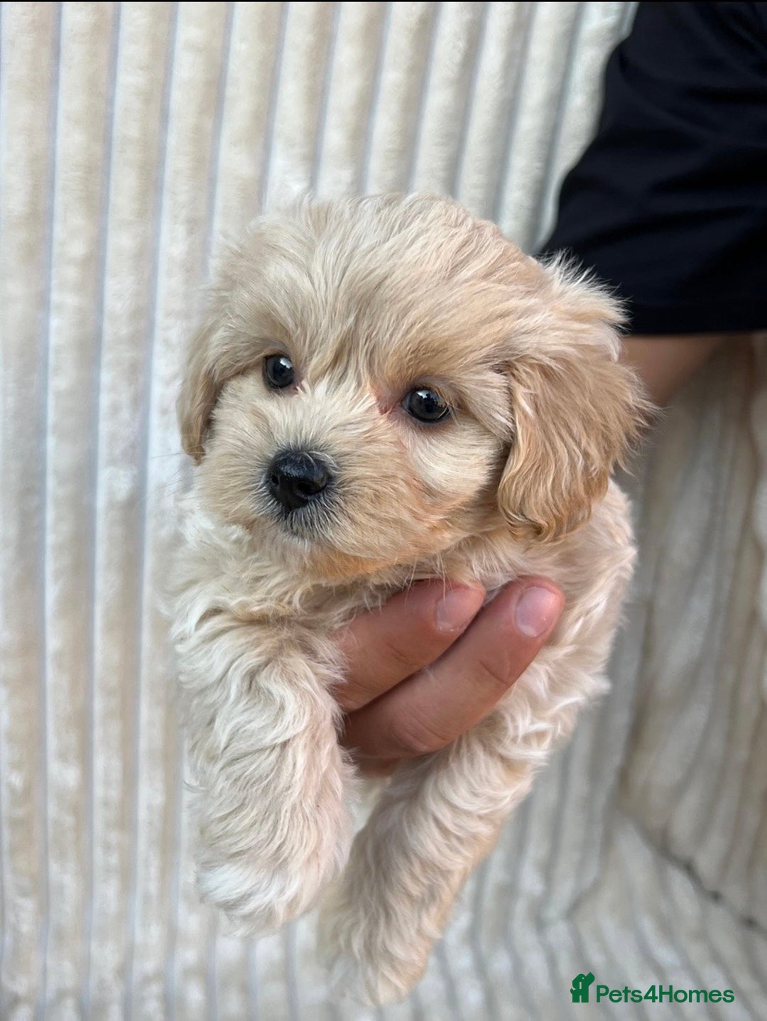 Maltipoo dogs for sale: Blue eyes F1 Maltipoo puppies - Image 13