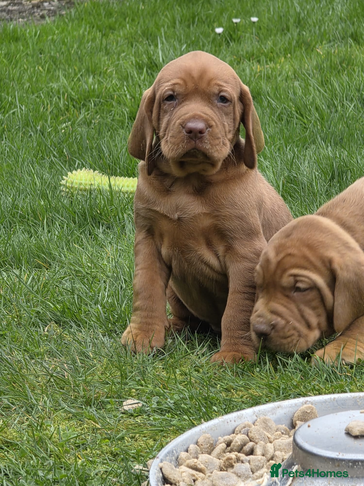 Hungarian Vizsla dogs 🐾 Adorable Vizsla Puppies – 4 Boys & 4 Girls! 🐾 - Advert 3