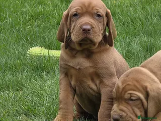 Hungarian Vizsla dogs 🐾 Adorable Vizsla Puppies – 4 Boys & 4 Girls! 🐾 - Advert 3
