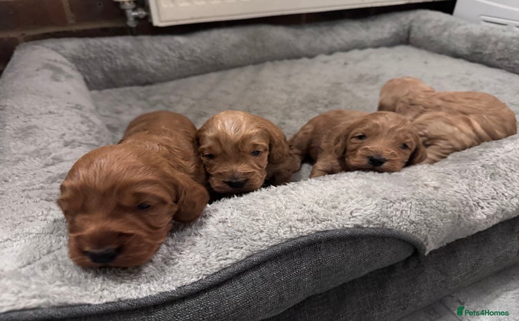 Cockapoo dogs - Advert 3