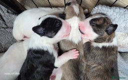 English Bull Terrier dogs for sale:  Kc  registered English bull terrier puppies   - Image 4