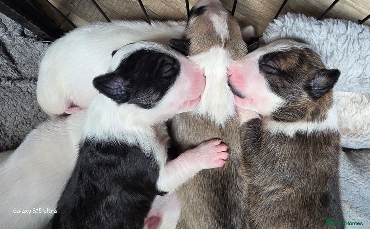 English Bull Terrier dogs - Advert 1
