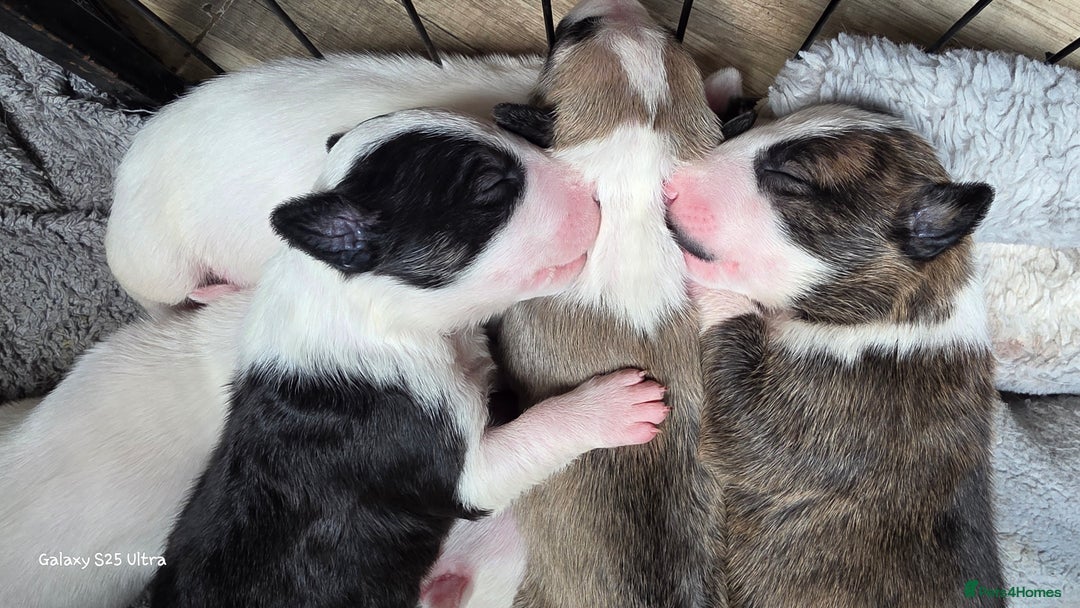 English Bull Terrier dogs for sale:  Kc  registered English bull terrier puppies   - Image 4