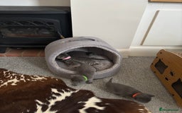 Burmese cats for sale: Beautiful blue kittens  - Image 12