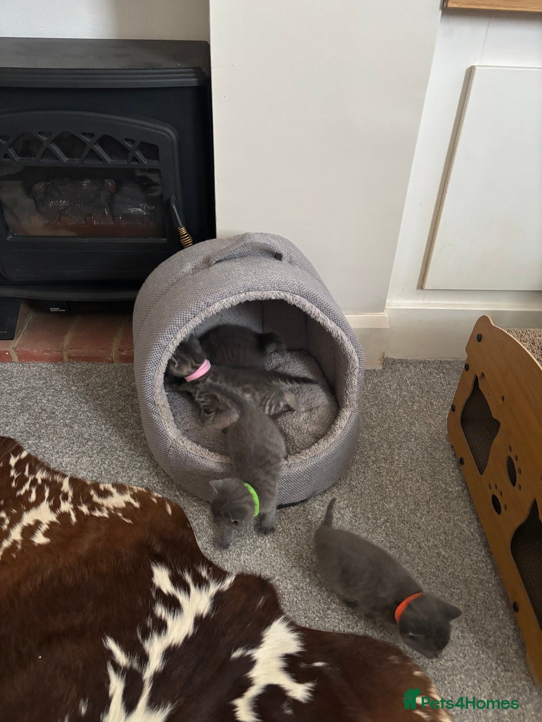 Burmese cats for sale: Beautiful blue kittens  - Image 12