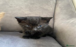 Mixed Breed cats for sale: Kittens 😸 MaineCoon x kittens READY TODAY ❤️😸🐈 - Image 11