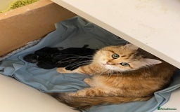 Siberian cats for sale: Hypoallergenic, fluffy, purebred healthy Siberians - Image 8