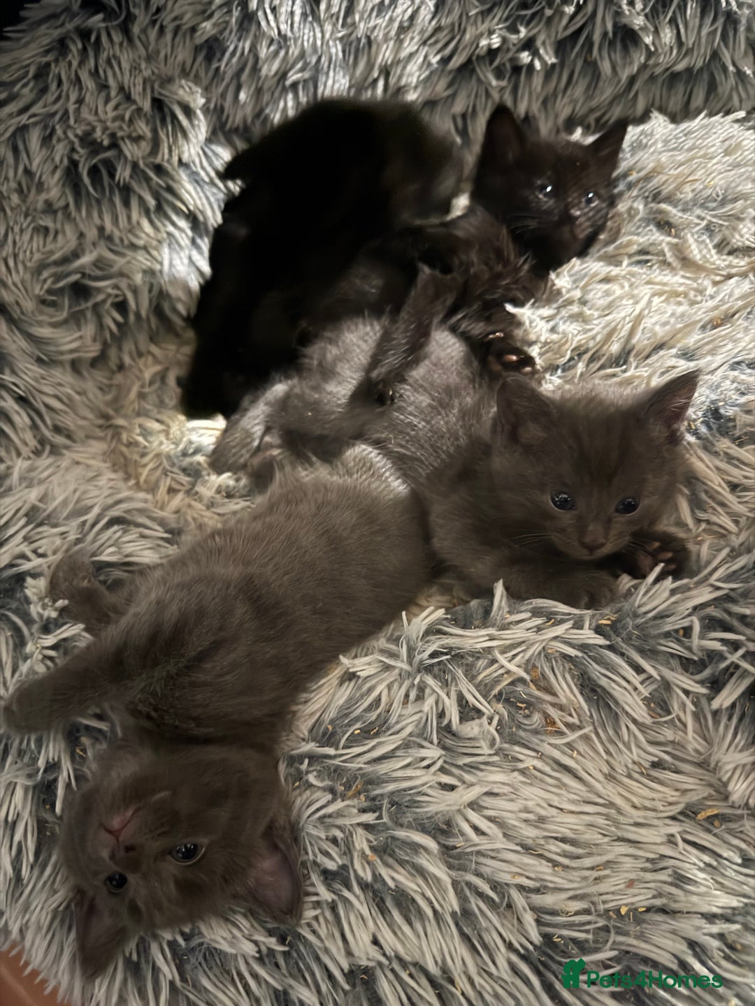 British Shorthair cats for sale: British shorthair kittens - Advert 14