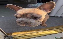 French Bulldog dogs for sale: Big rope Frenchie - Image 3