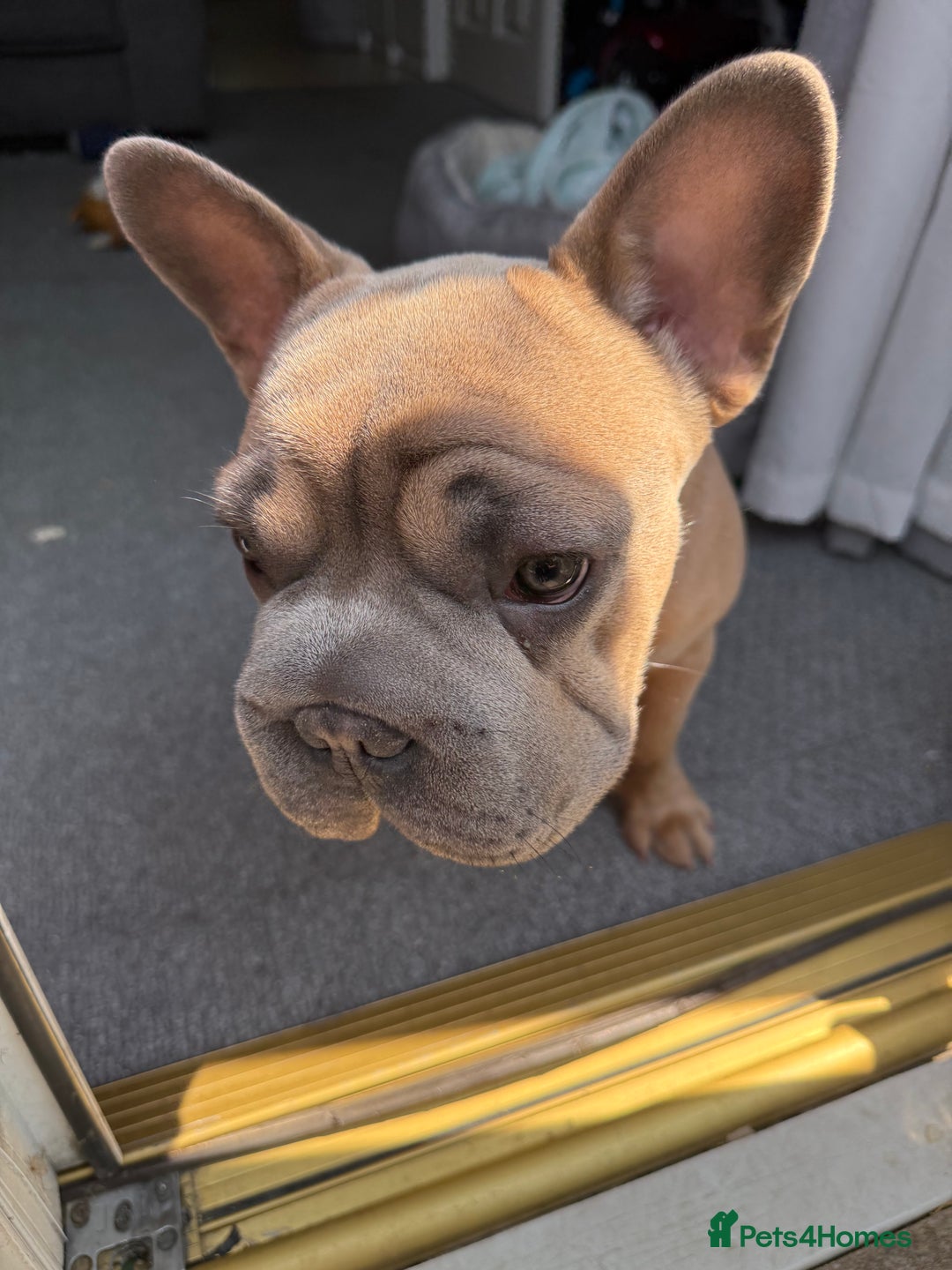 French Bulldog dogs for sale: Big rope Frenchie - Image 3