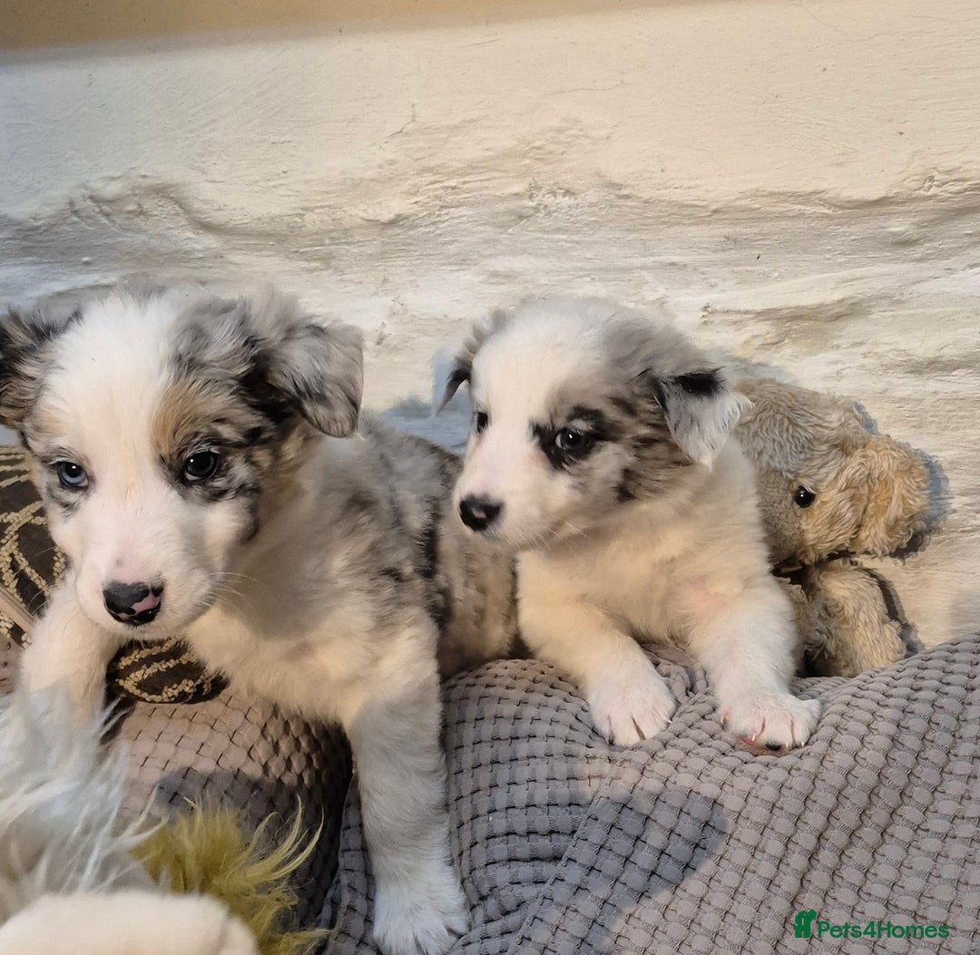 Border Collie dogs for sale: Blue Merles puppies  - Advert 2