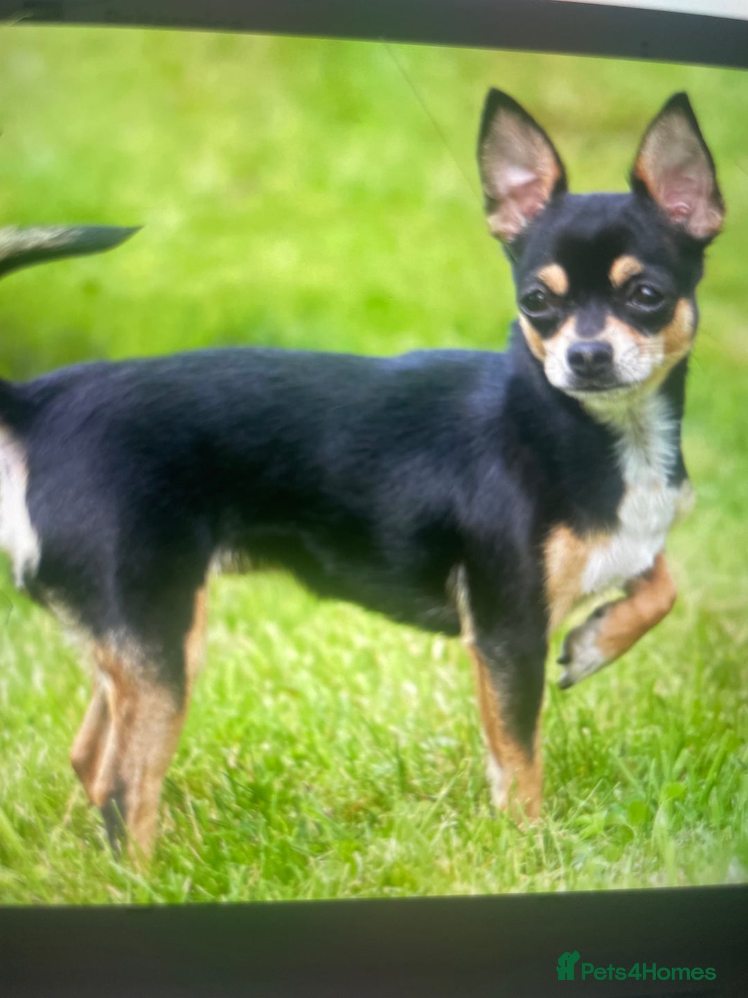 Chihuahua dogs for sale: Puppy - Image 2