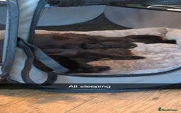 Maine Coon cats for sale: Last 2 beautiful Maine coon x males  - Image 2