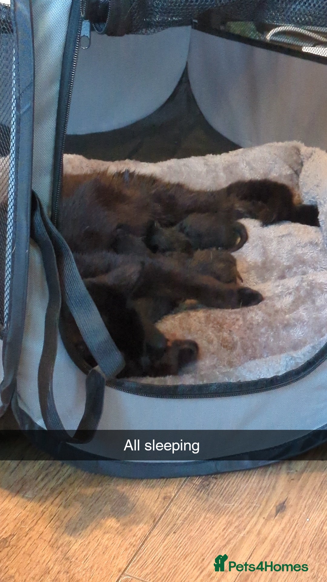 Maine Coon cats for sale: Last 2 beautiful Maine coon x males  - Image 2