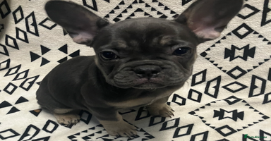 French Bulldog dogs - Advert 3