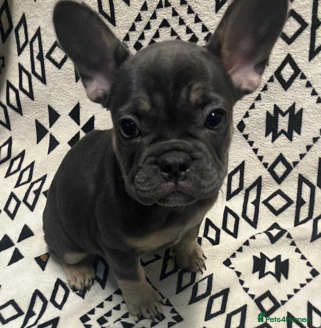 French Bulldog dogs for sale: Beautiful Pink, blue and tan and merl Frenchie’s - Image 2