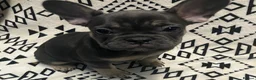 French Bulldog dogs for sale: Last two beautiful Pink Frenchie’s - Advert 13