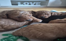 Sproodle dogs for sale: Stunning red and black sproodles rare red colour  - Image 9