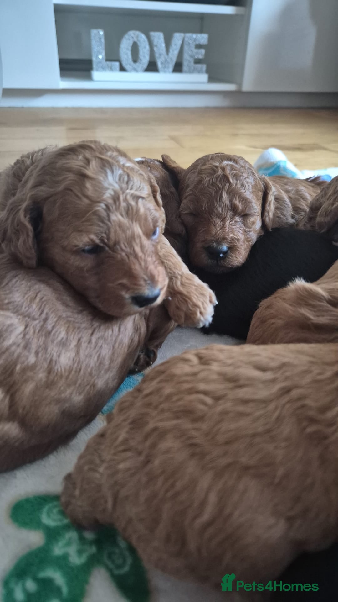 Sproodle dogs for sale: Stunning red and black sproodles rare red colour  - Image 9
