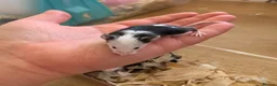Mouse rodents for sale: Mice for sale  - Advert 2