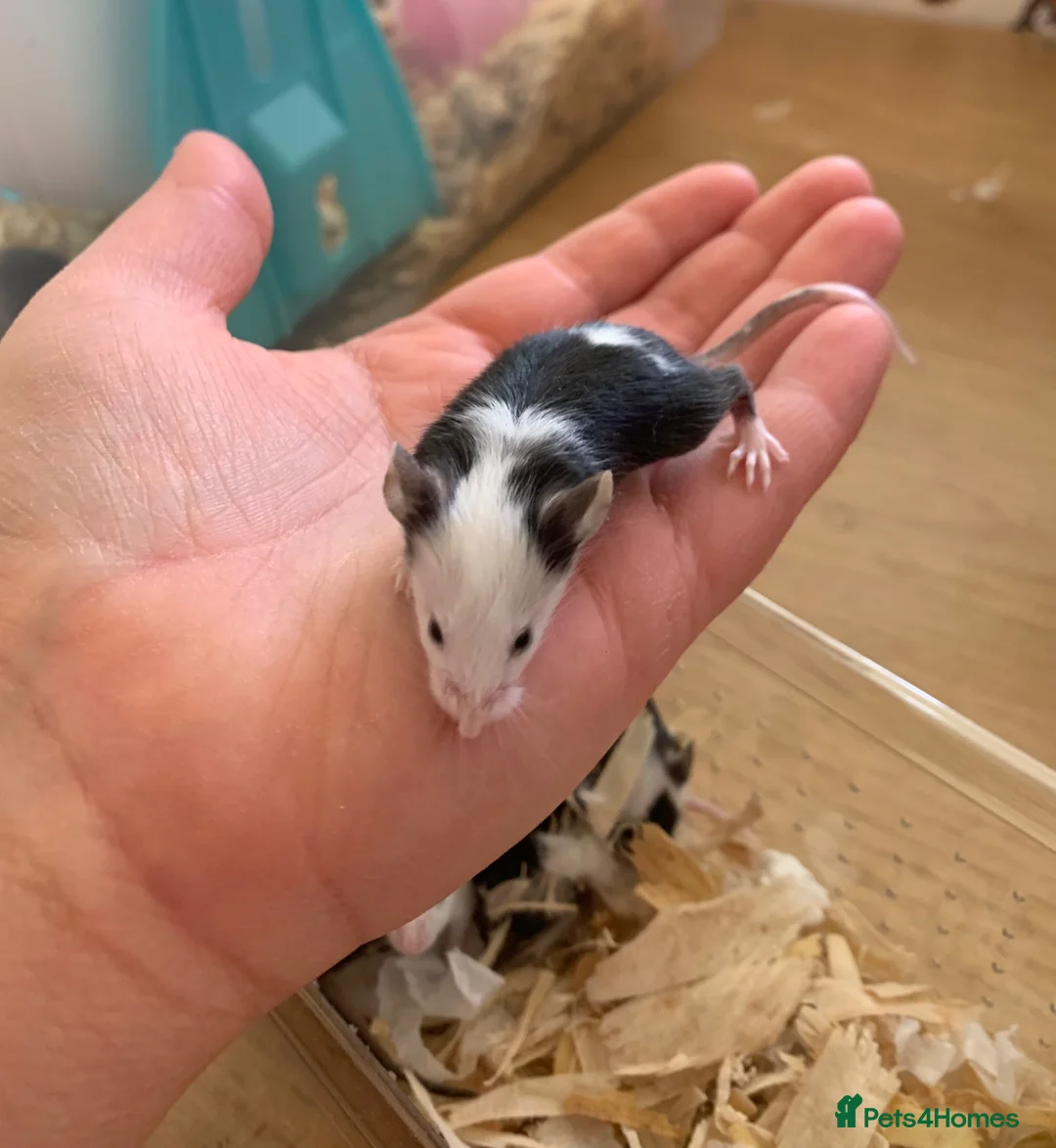 Mouse rodents for sale: Mice for sale  - Advert 2