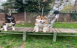 Siberian Husky dogs for sale: KC Lovingly Raised Siberian Husky Puppies - Image 11