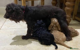 Cockapoo dogs for sale: F1 cockapoo PRA hereditary clear  - Image 3