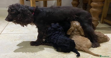 Cockapoo dogs - Advert 10