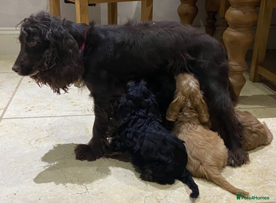 Cockapoo dogs for sale: F1 cockapoo PRA hereditary clear  - Image 3