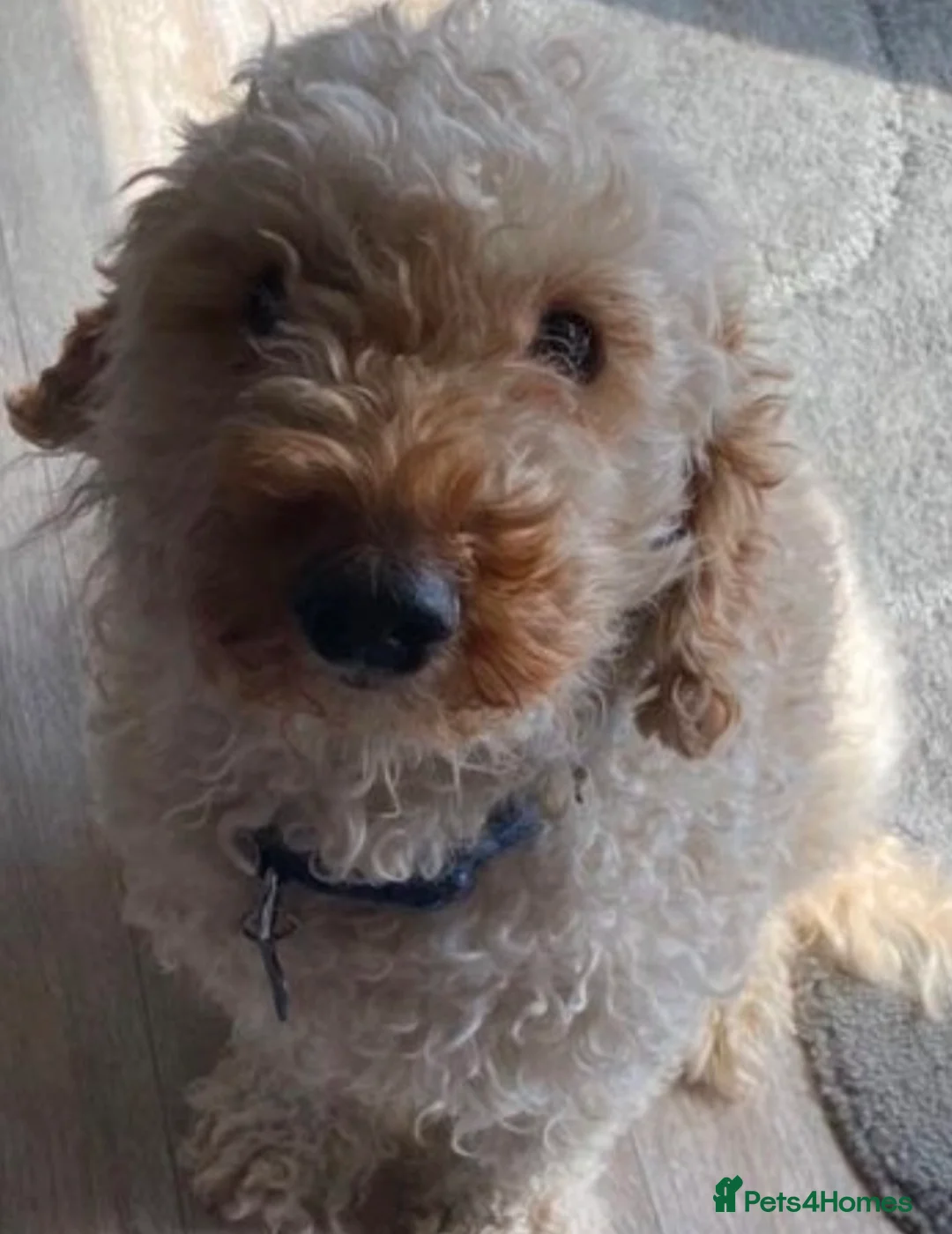 Cockapoo dogs for sale: 5 beautiful babies  - Advert 15