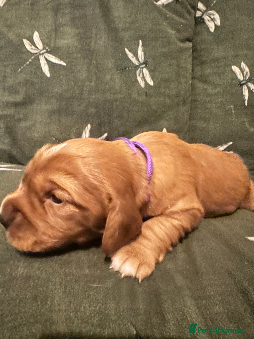 Cockalier dogs for sale: Cockalier puppies  - Advert 29