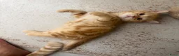 Scottish Fold cats for sale: Miss Scottish straight Ginger  - Advert 10