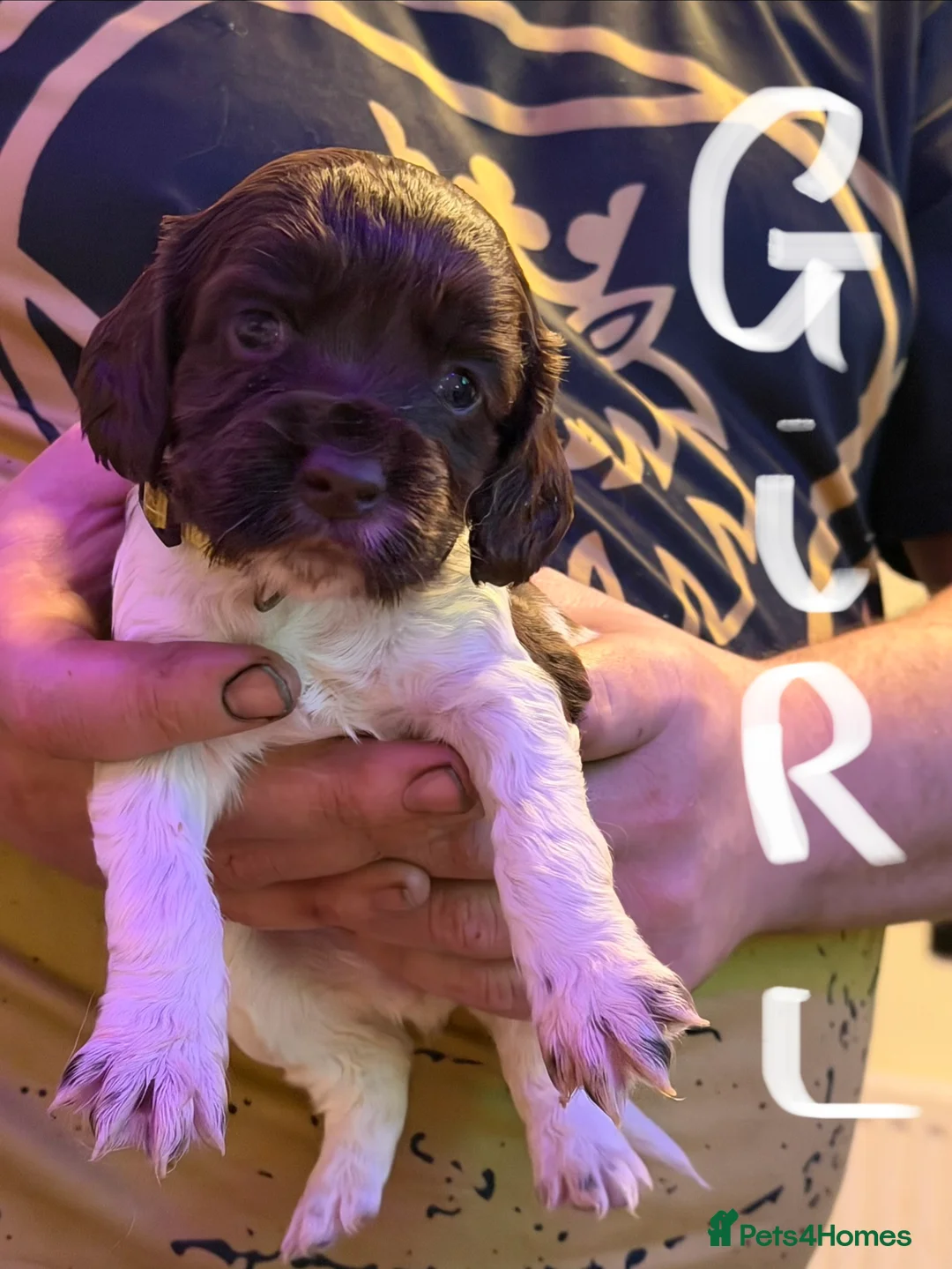 Mixed Breed dogs for sale: Sprocker puppies  - Advert 6