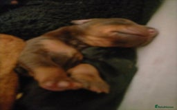 Dobermann dogs for sale: Dobermann puppies - Image 39