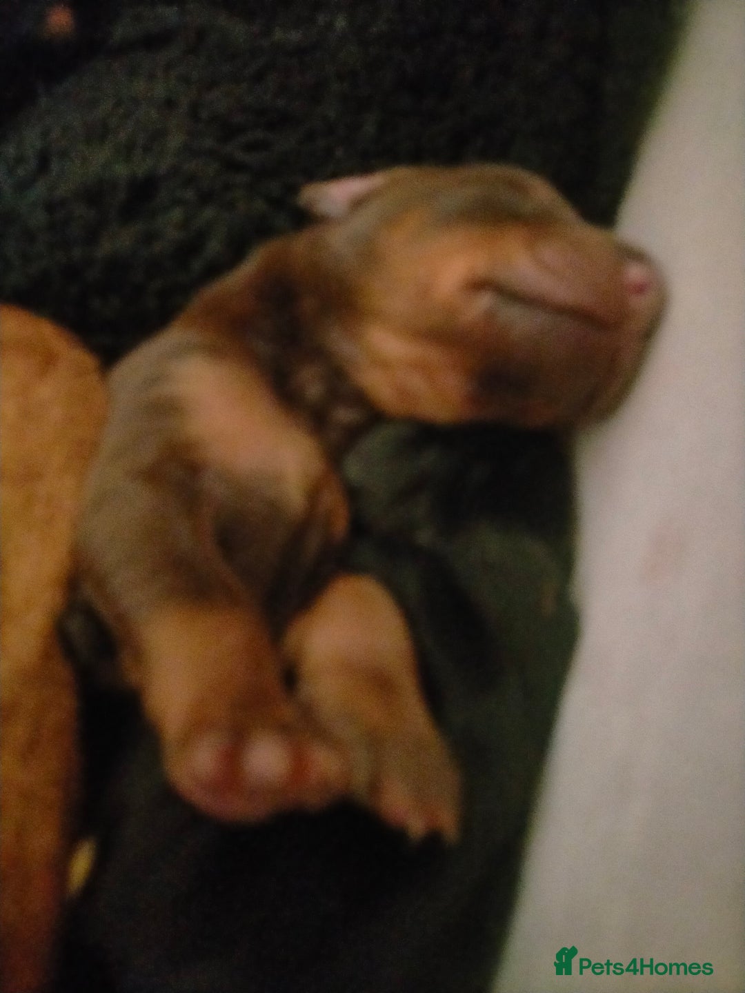 Dobermann dogs for sale: Dobermann puppies - Image 39