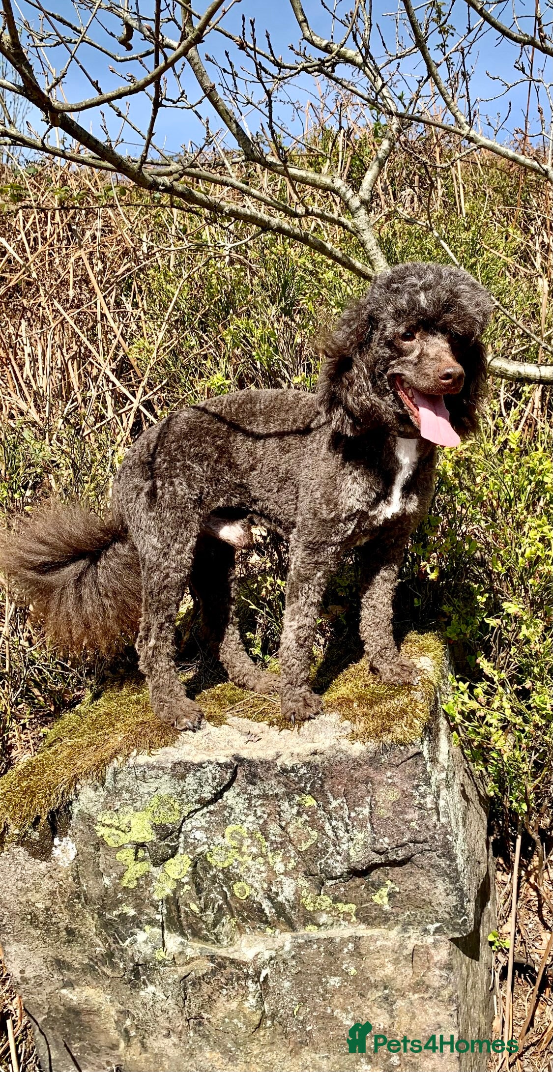 Miniature Poodle dogs Miniture Poodle for stud - SHORT NOTICE AVAILABLE - Advert 10